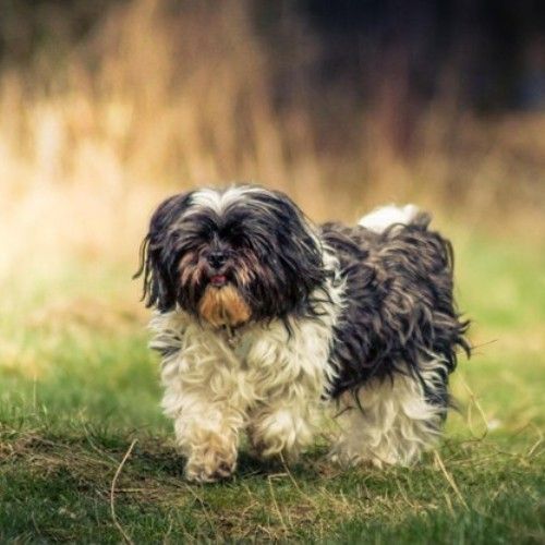 Top 10 Calm Small Dog Breeds