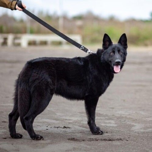 Exploring German Shepherd Dog Breeds