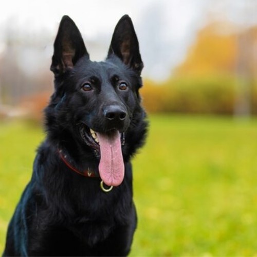 Exploring German Shepherd Dog Breeds