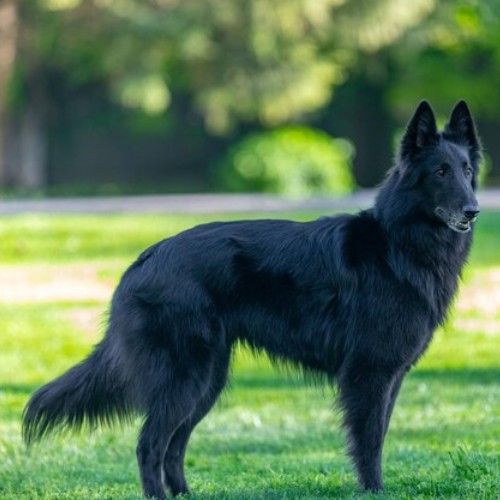 Exploring German Shepherd Dog Breeds