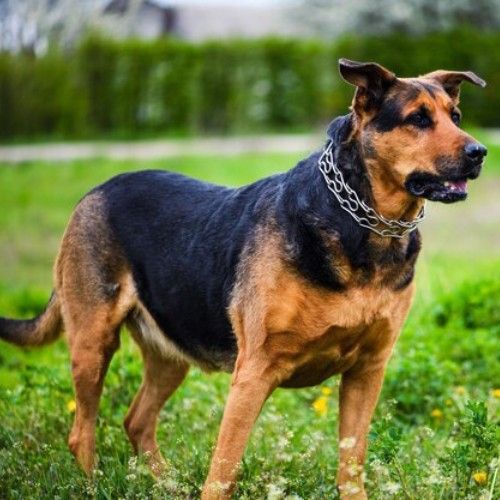 Big Rottweilers and Rottweiler Mix Breeds