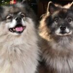 Keeshond Dog Breeds