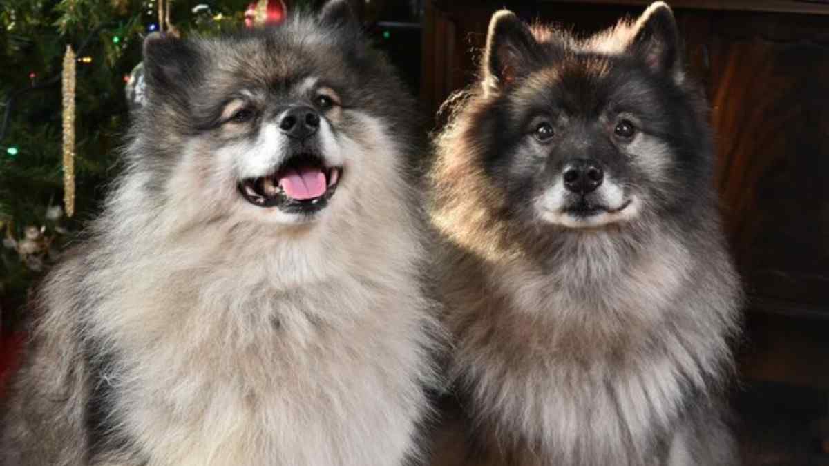 Keeshond Dog Breeds