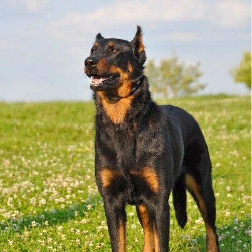 Big Rottweilers and Rottweiler Mix Breeds