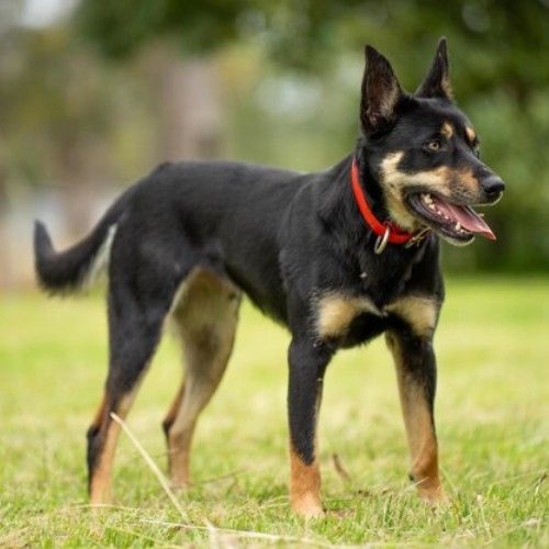 Big Rottweilers and Rottweiler Mix Breeds