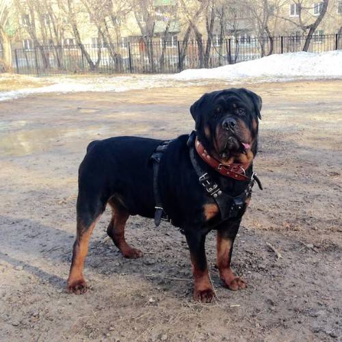 Big Rottweilers and Rottweiler Mix Breeds