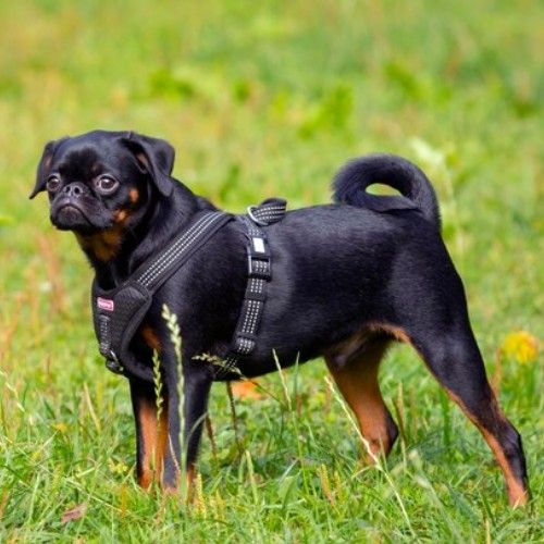 Big Rottweilers and Rottweiler Mix Breeds