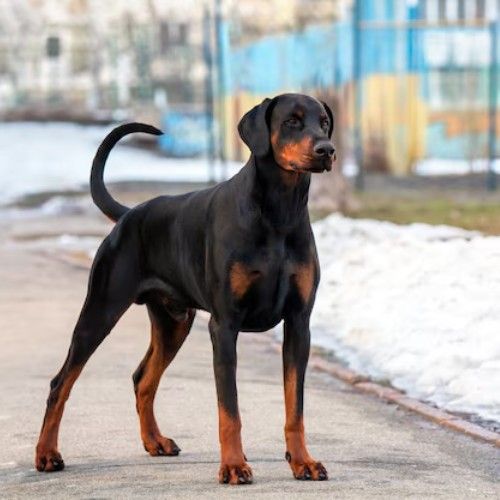 Big Rottweilers and Rottweiler Mix Breeds