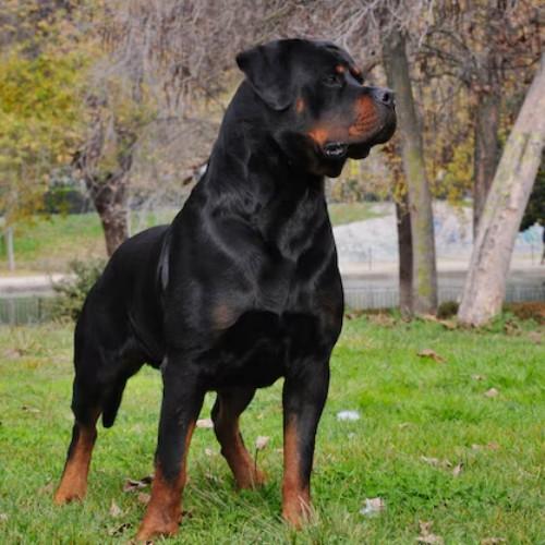 Big Rottweilers and Rottweiler Mix Breeds