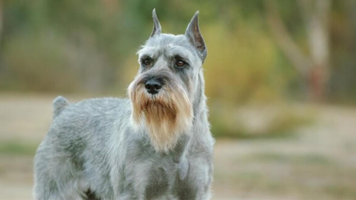 Schnauzer Dog Breeds