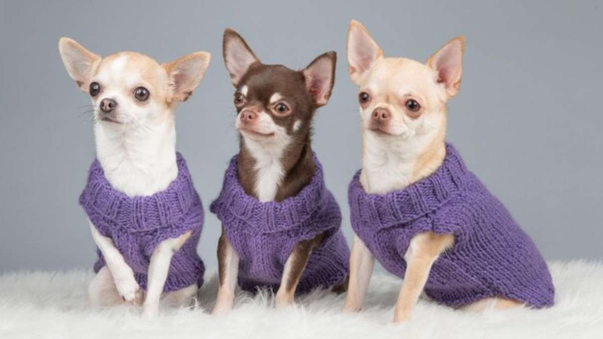 Chihuahua Dog Breeds