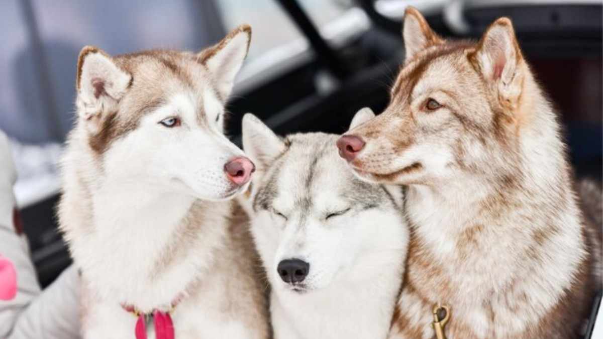 Exploring Siberian Husky Colors