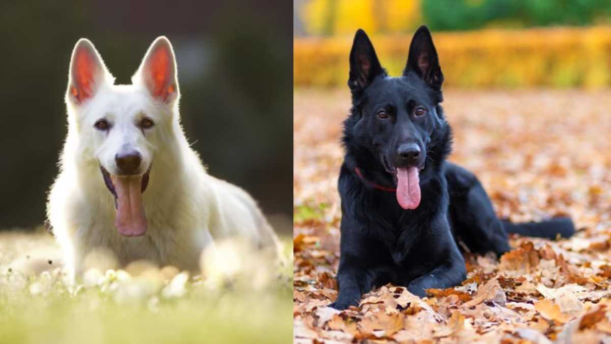 German Shepherd Dog Breeds