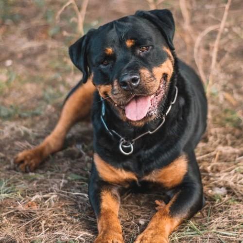 Big Rottweilers and Rottweiler Mix Breeds