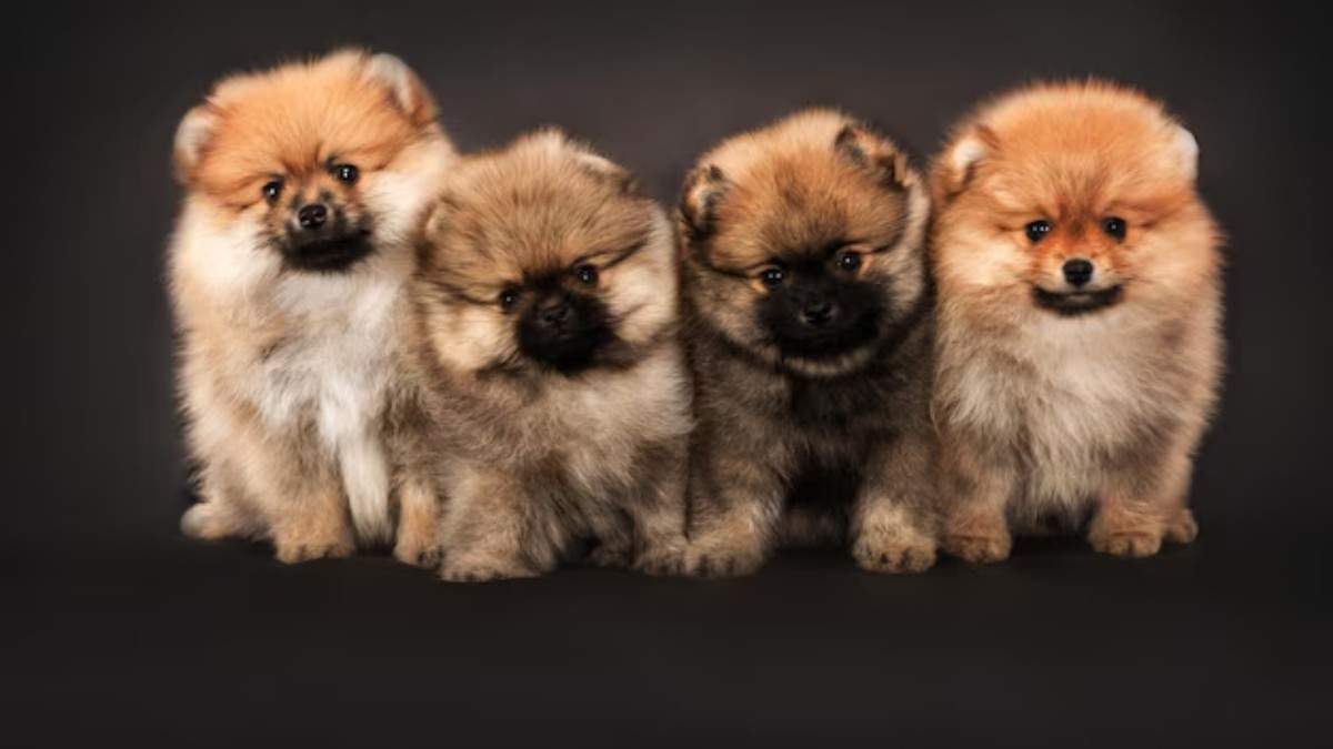 Pekingese Dogs