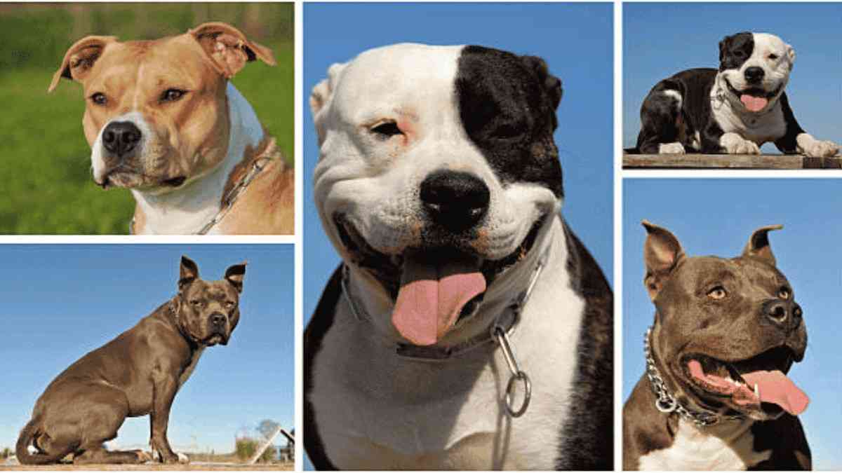 World of Pitbull Mix Breeds