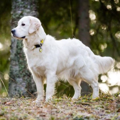 Golden Retriever Dog Breeds