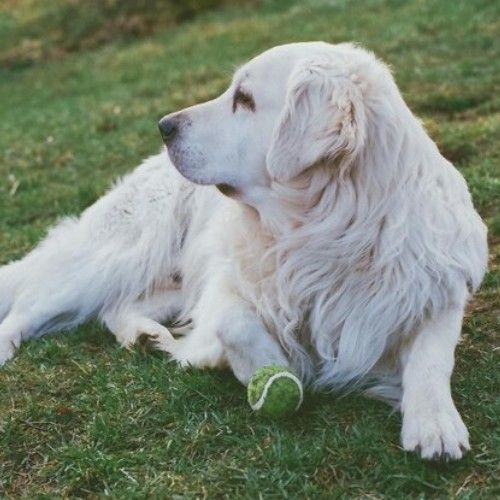 Golden Retriever Dog Breeds