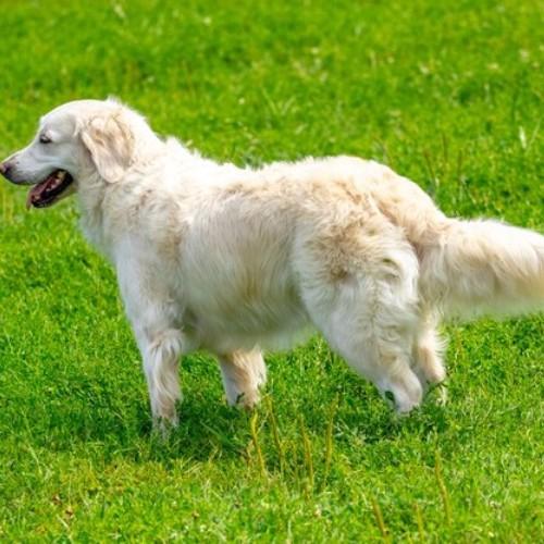 Golden Retriever Dog Breeds