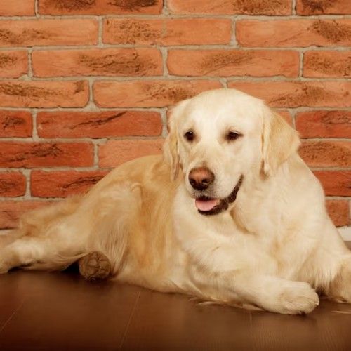 Golden Retriever Dog Breeds