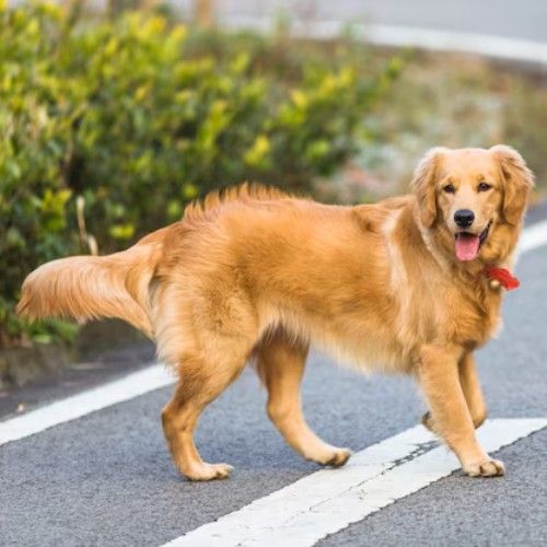 Golden Retriever Dog Breeds