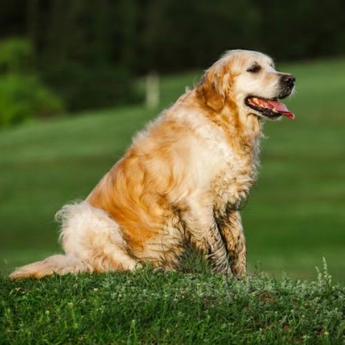 Golden Retriever Dog Breeds