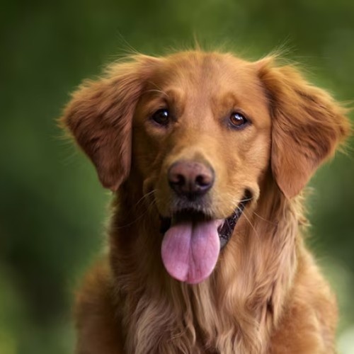 Golden Retriever Dog Breeds