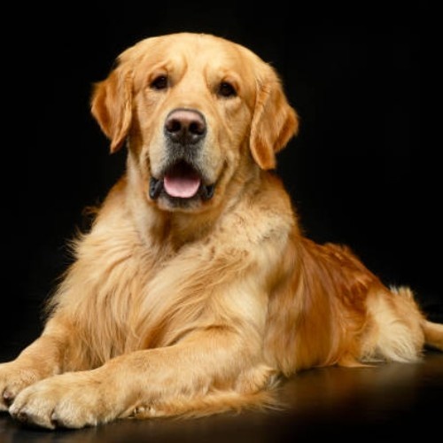 Golden Retriever Dog Breeds