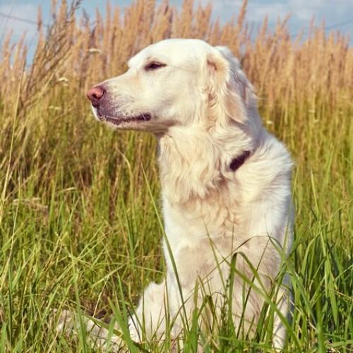 Golden Retriever Dog Breeds