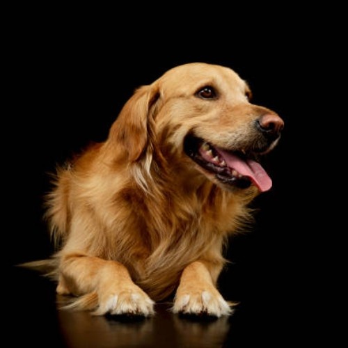 Golden Retriever Dog Breeds