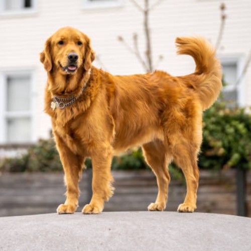 Golden Retriever Dog Breeds