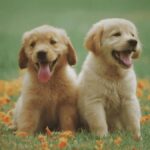 Golden Retriever Dog Breeds