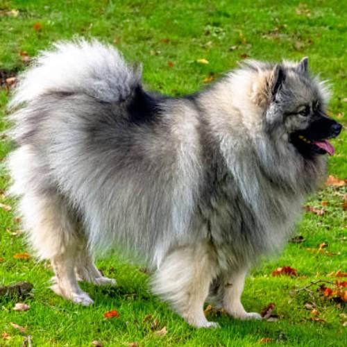 Keeshond Dog Breeds