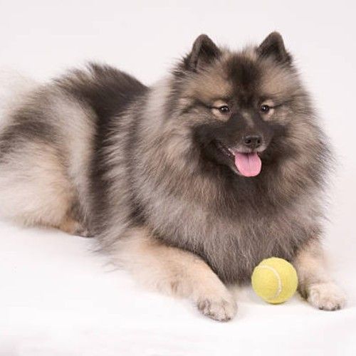 Keeshond Dog Breeds