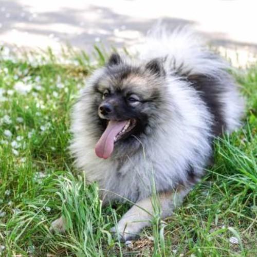 Keeshond Dog Breeds