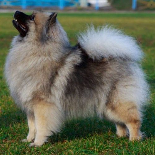 Keeshond Dog Breeds