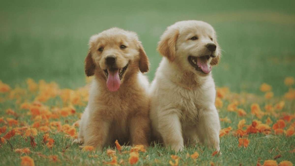 Golden Retriever Dog Breeds