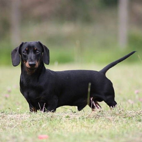 Charming Dachshund Dogs