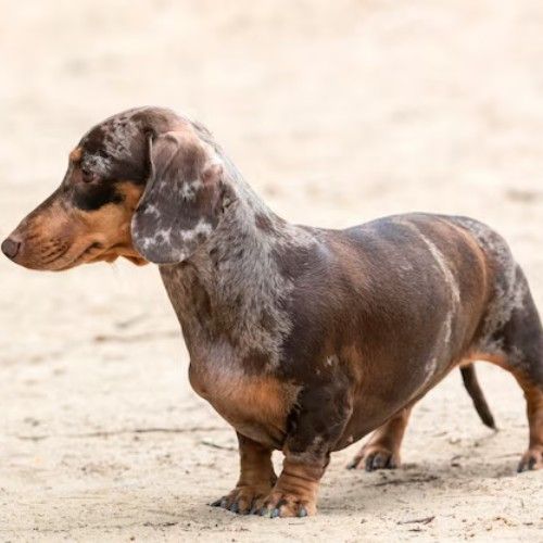 Charming Dachshund Dogs