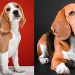 The Loyal and Lovable Basset Hound: Exploring Mixes and Variations