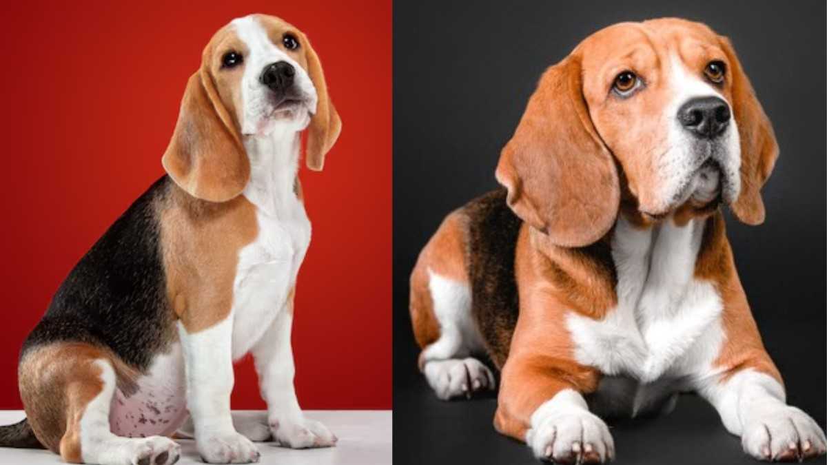 The Loyal and Lovable Basset Hound: Exploring Mixes and Variations