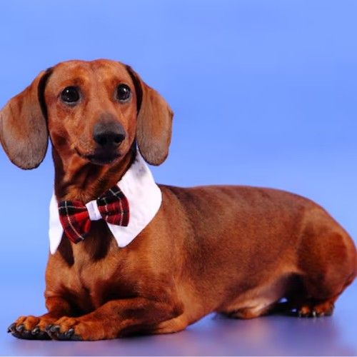 Charming Dachshund Dogs