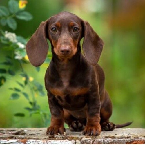 Charming Dachshund Dogs