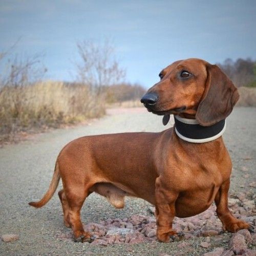 Charming Dachshund Dogs