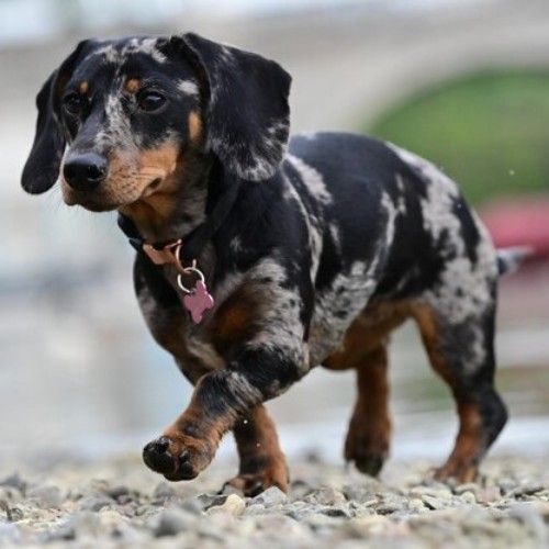 Charming Dachshund Dogs