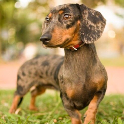 Charming Dachshund Dogs