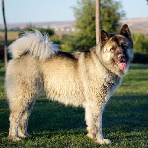 Keeshond Dog Breeds