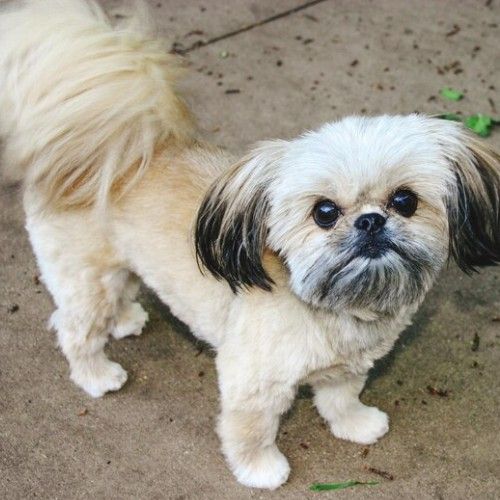 Pekingese Dogs