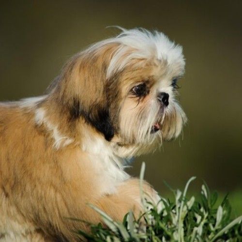 Pekingese Dogs