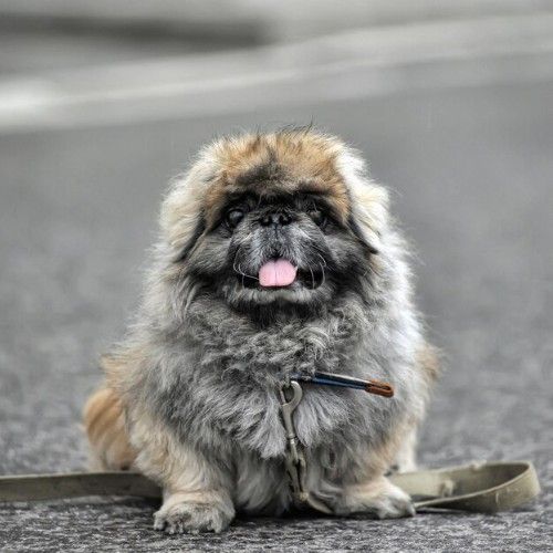 Pekingese Dogs